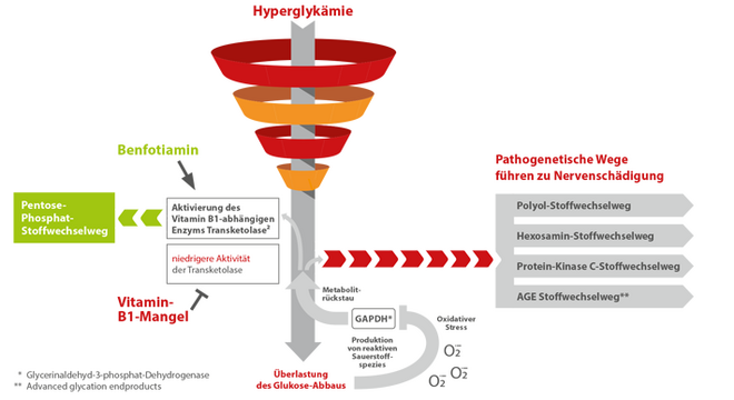 woerwagpharma-Vitamin-B1-Hyperglykaemie_2.png